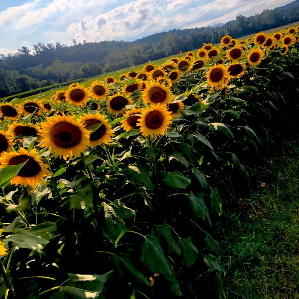 Meet your Posher, Sandra